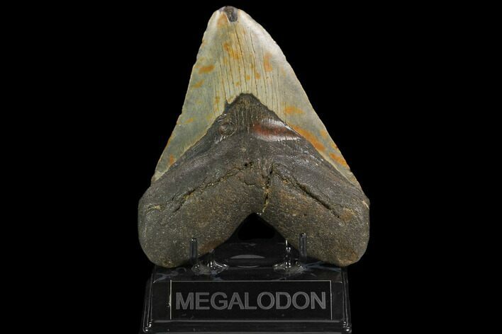 Huge, Fossil Megalodon Tooth - North Carolina #124458